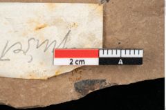 Foto (Detailansicht) von Equisetum ? sp. (NHMW-GEO-2024-0188-0110)